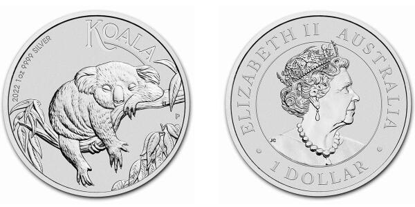 Australian Koala