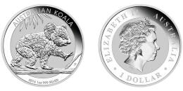 Australian Koala