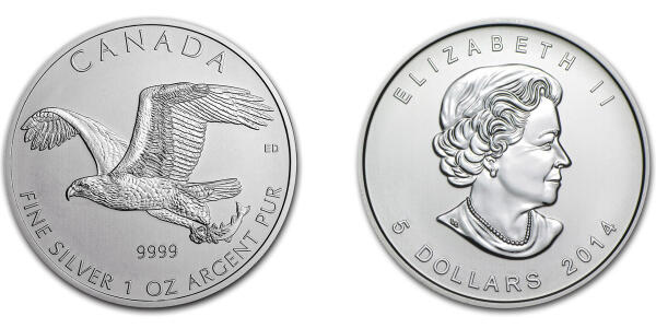 Bald Eagle